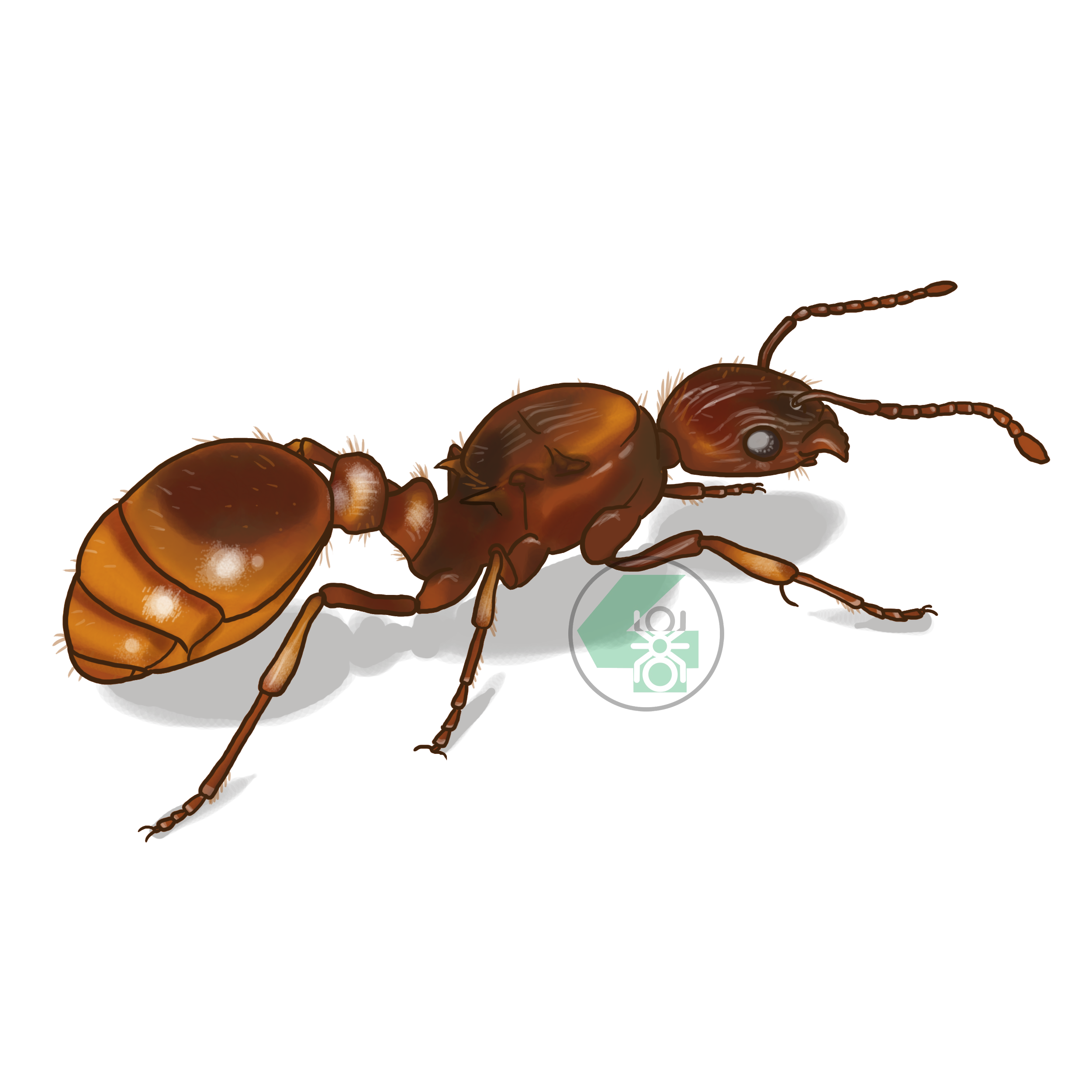 Myrmica rubra (рыжая мирмика)