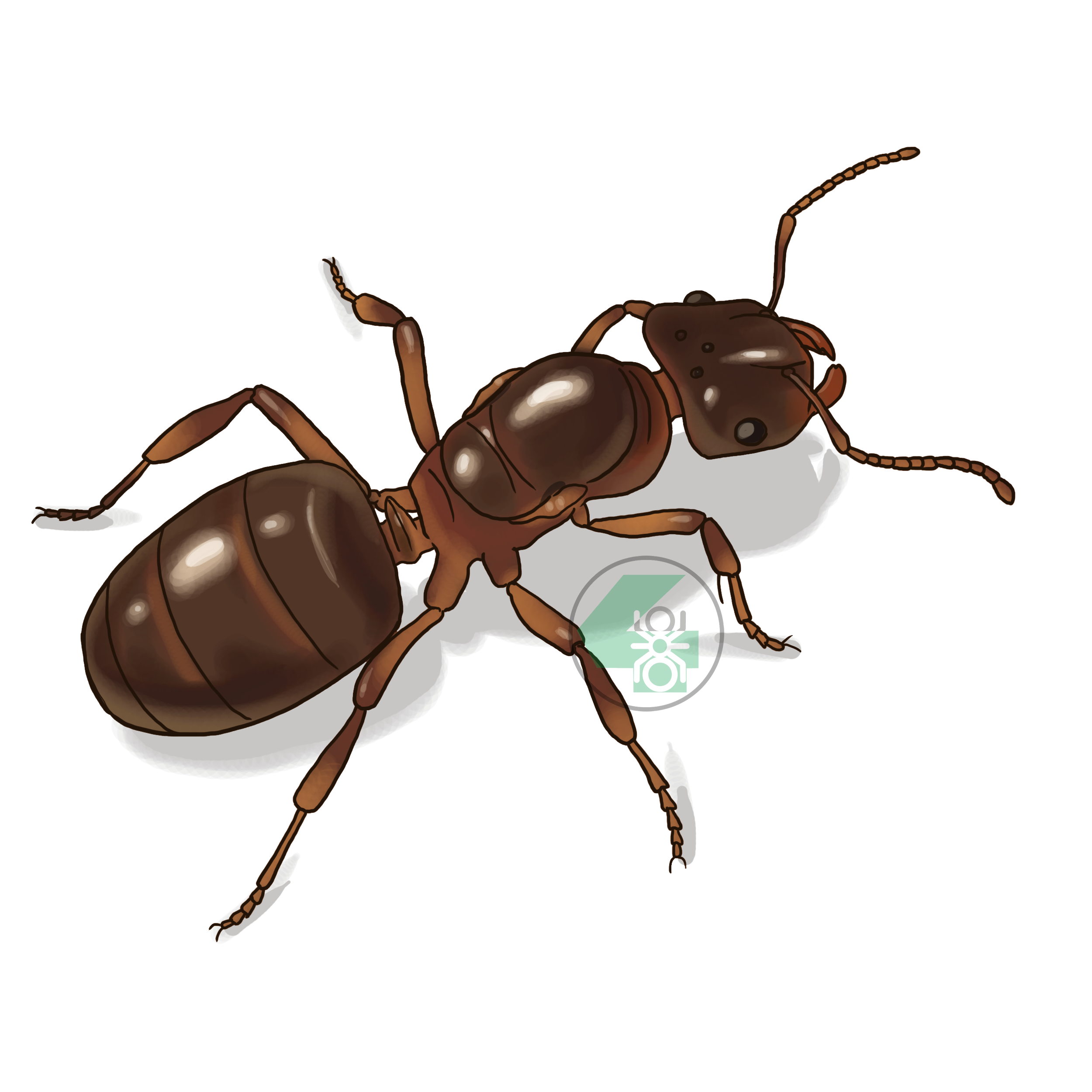 Lasius umbratus (жёлтый пахучий муравей)