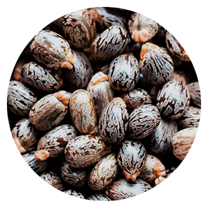 масло из семян клещевины