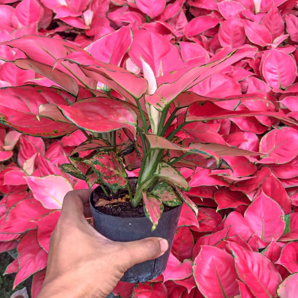 Аглаонема розовая Super Pink