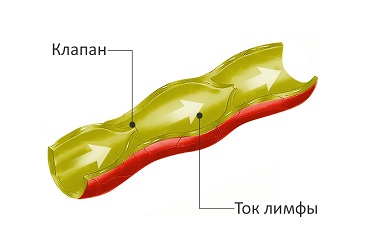 Лимфоотток в организме человека лимфоток