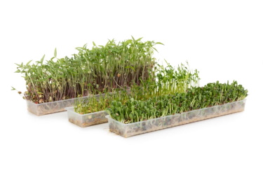 Проращиватель EasyGreen Light 55