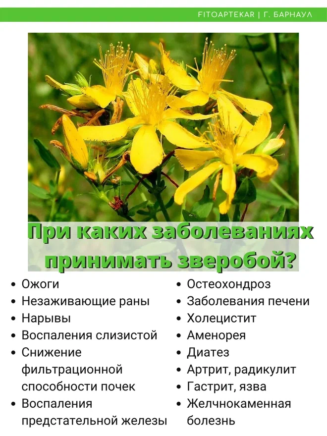 статья про зверобой