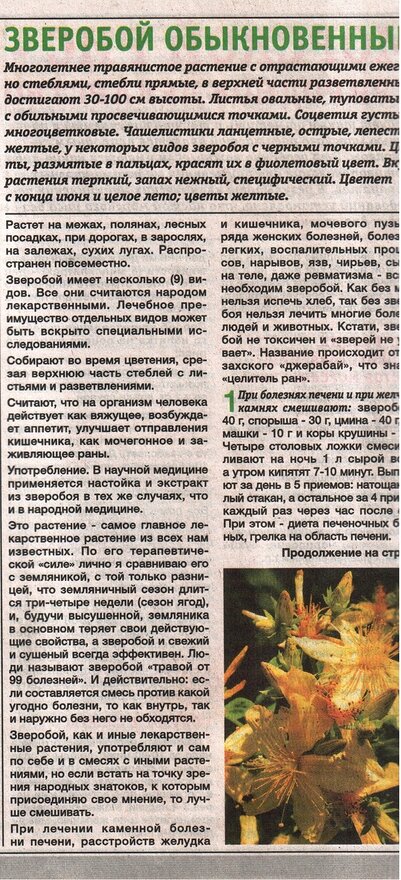 статья про зверобой