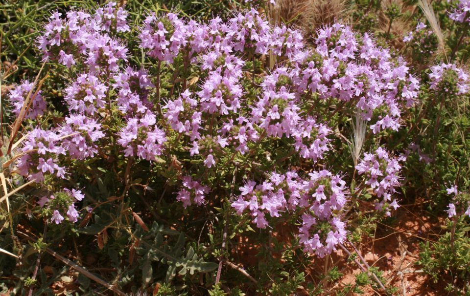Эфирное масло тимьяна с листьями чабера (Thymus satureioides Coss): как его правильно использовать?