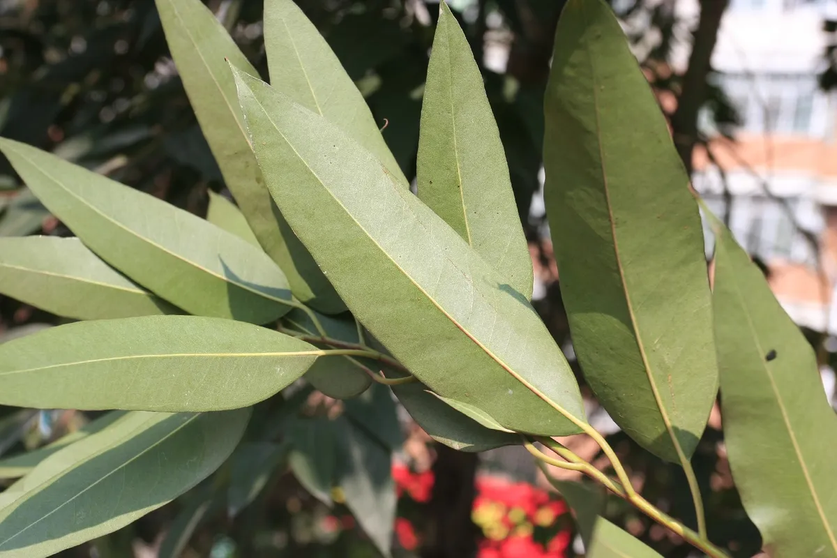 Эфирное масло лимонного эвкалипта (Eucalyptus citriodora Hook): как его правильно использовать?