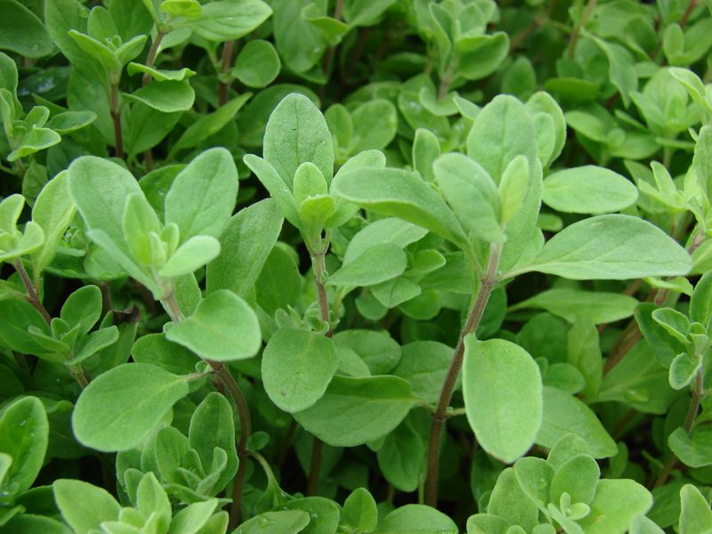 Эфирное масло садового майорана (Origanum majorana): как его правильно использовать?