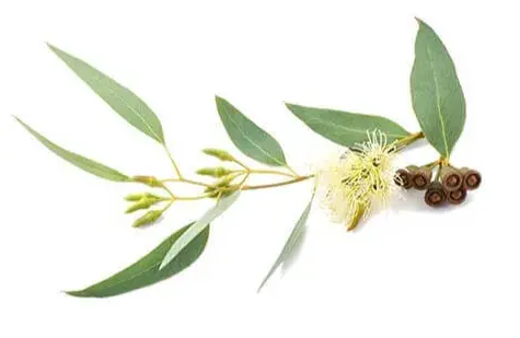 Эвкалипт Шаровидный  (Eucalyptus Globulus), эфирное масло: как правильно использовать