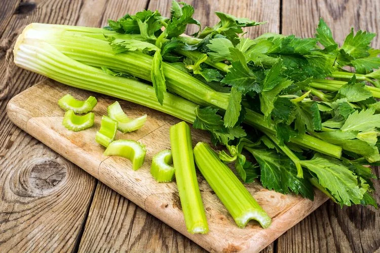 Эфирное масло сельдерея (Apium graveolens): как его правильно использовать?