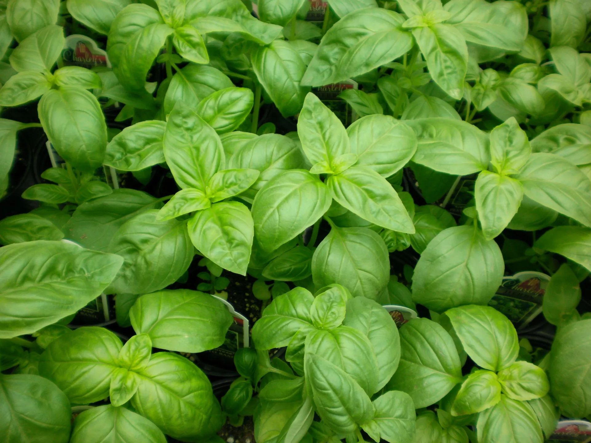 Эфирное масло базилика (Ocimum basilicum): как его правильно использовать?