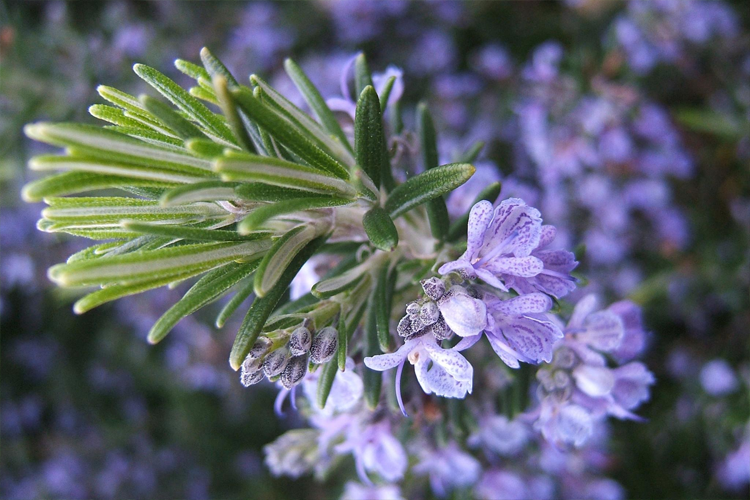 Эфирное масло камфорного розмарина (Rosmarinus officinalis camphoriferum): как его правильно использовать?