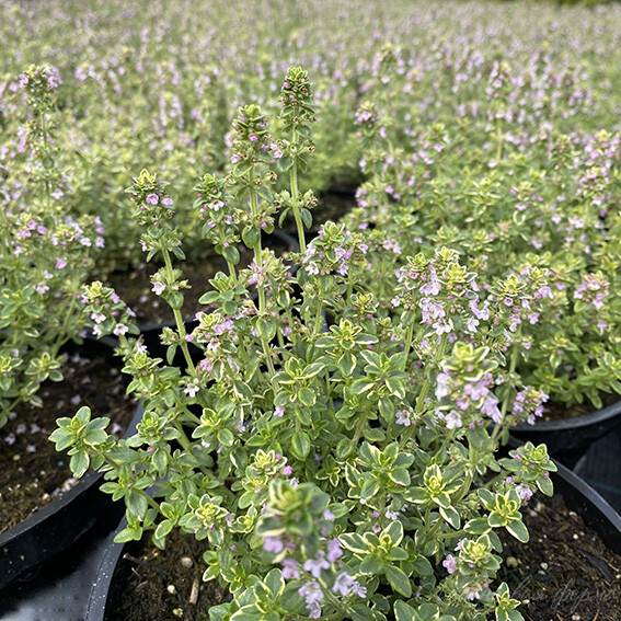 Эфирное масло тимьяна (хемотип: линалоол) (Thymus zygis linaloliferum): как его правильно использовать?