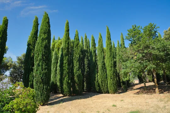 Эфирное масло кипариса прованского (Cupressus sempervirens): как его правильно использовать?