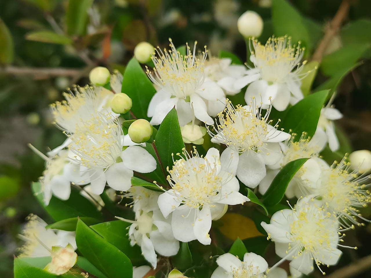 Эфирное масло красного мирта (Myrtus communis): как его правильно использовать?