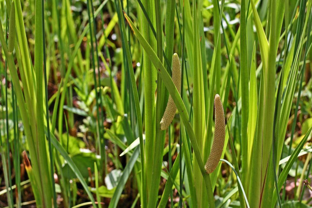 Эфирное масло аира (Acorus calamus): как его правильно использовать?