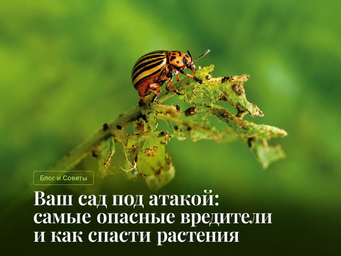 Жуки-вредители в саду и огороде: распознать угрозу и защитить растения