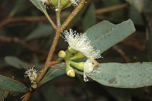 Эфирное масло эвкалипта многоцветкового (Eucalyptus polybractea): как его правильно использовать?