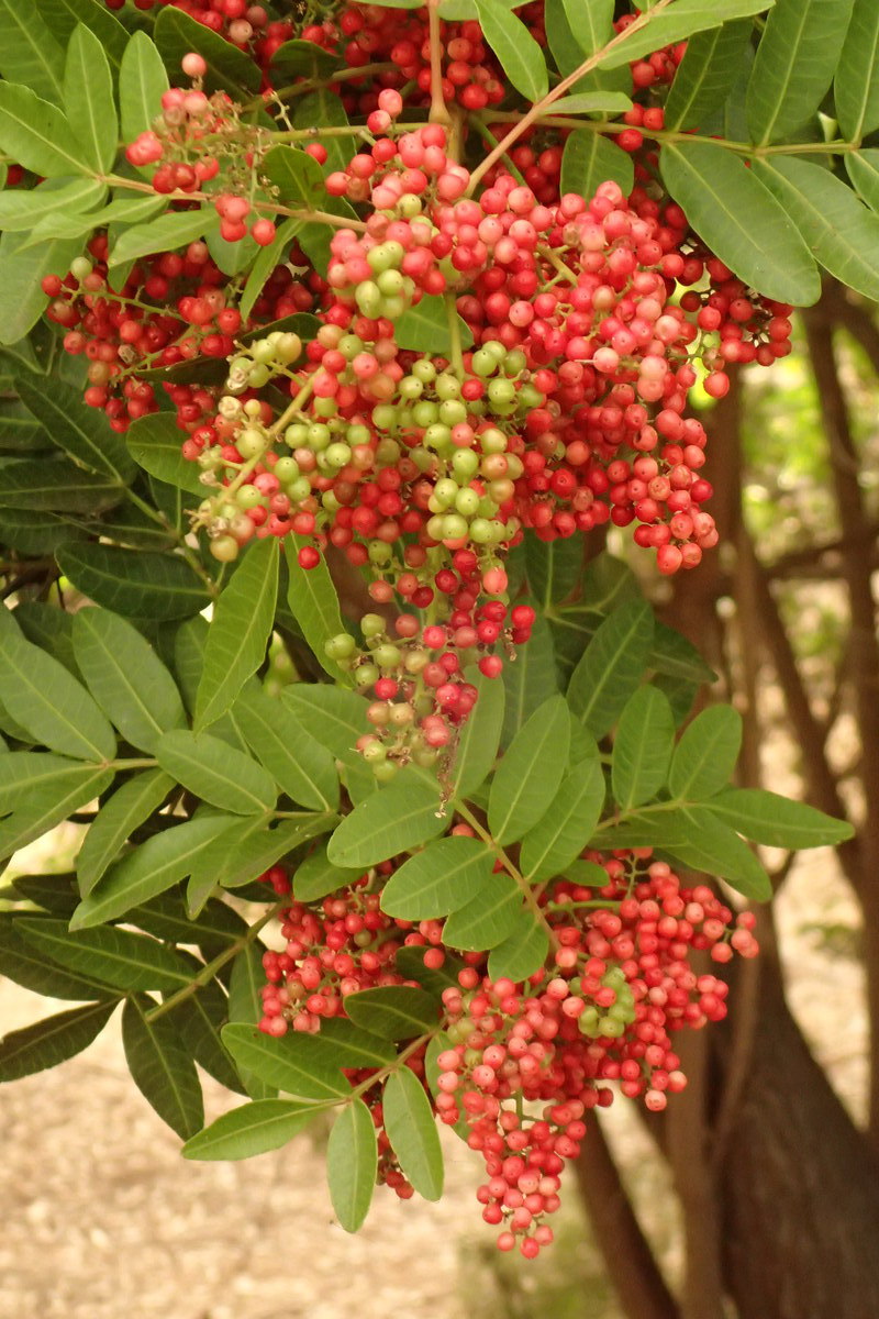 Эфирное масло розового перца (Schinus terebinthifolia): как его правильно использовать?
