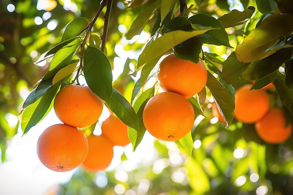Эфирное масло сладкого апельсина (Citrus sinensis): как его правильно использовать?