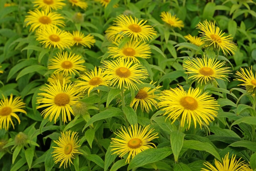 Эфирное масло инулы душистой (Inula graveolens): как его правильно использовать?