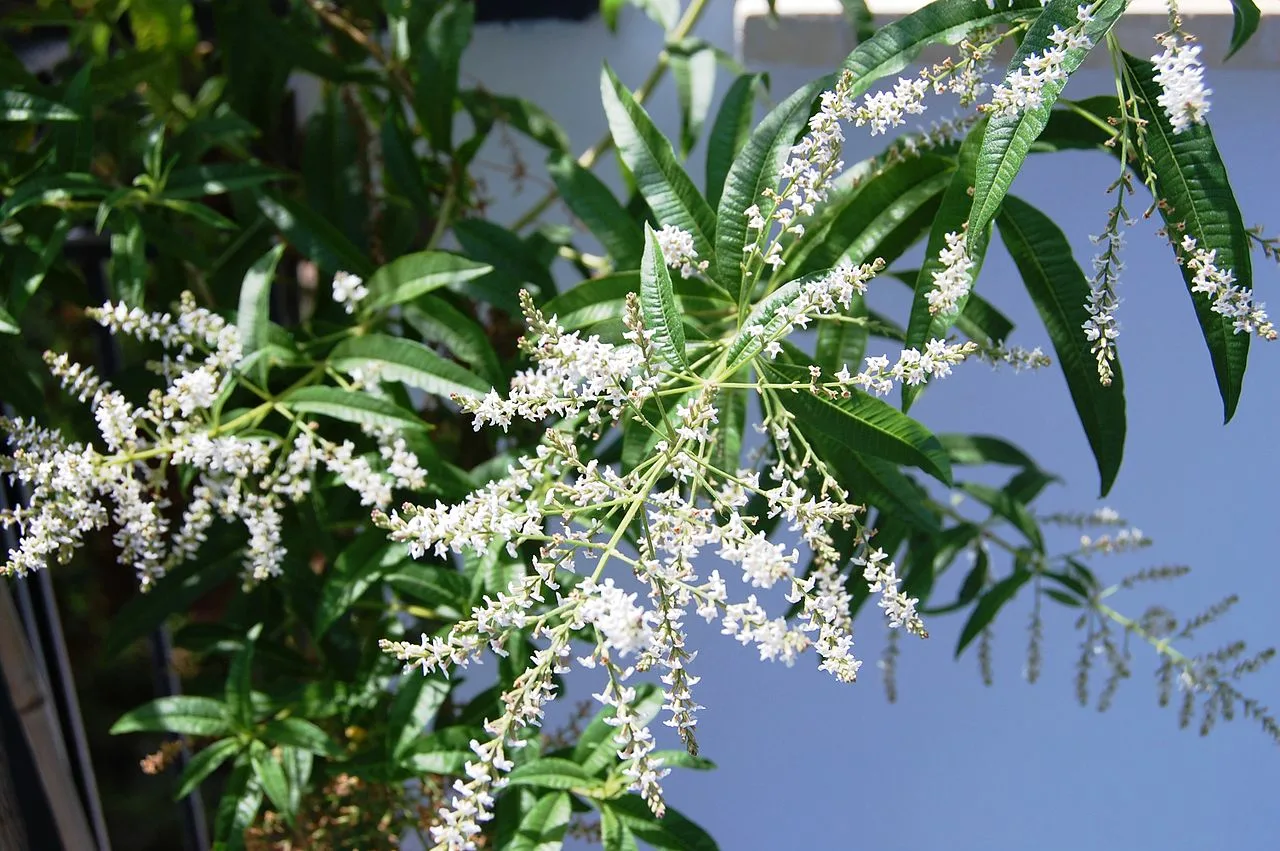 Эфирное масло душистой вербены (Aloysia citriodora): как правильно его использовать?