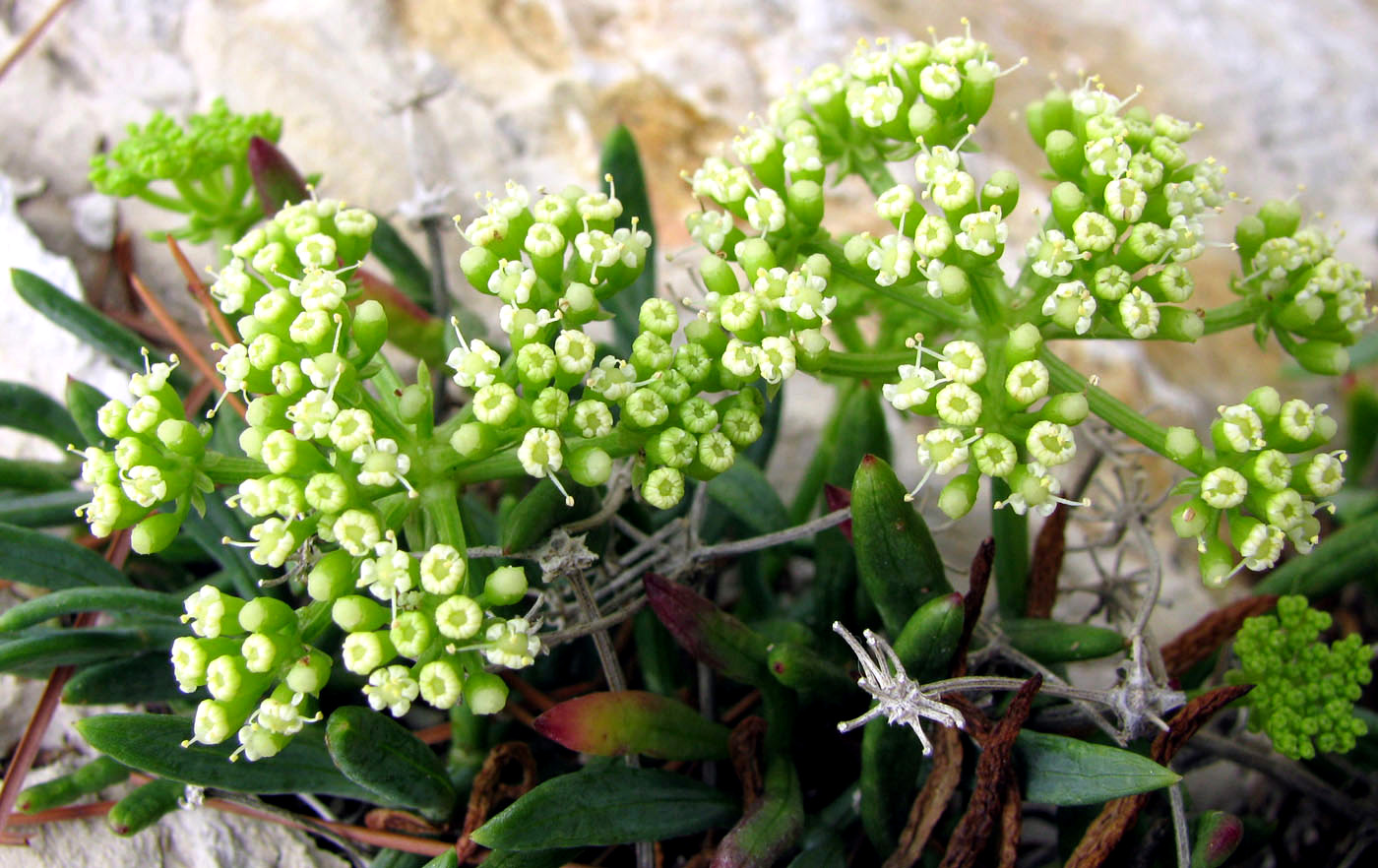 Эфирное масло морского фенхеля (Crithmum maritimum): как его правильно использовать?