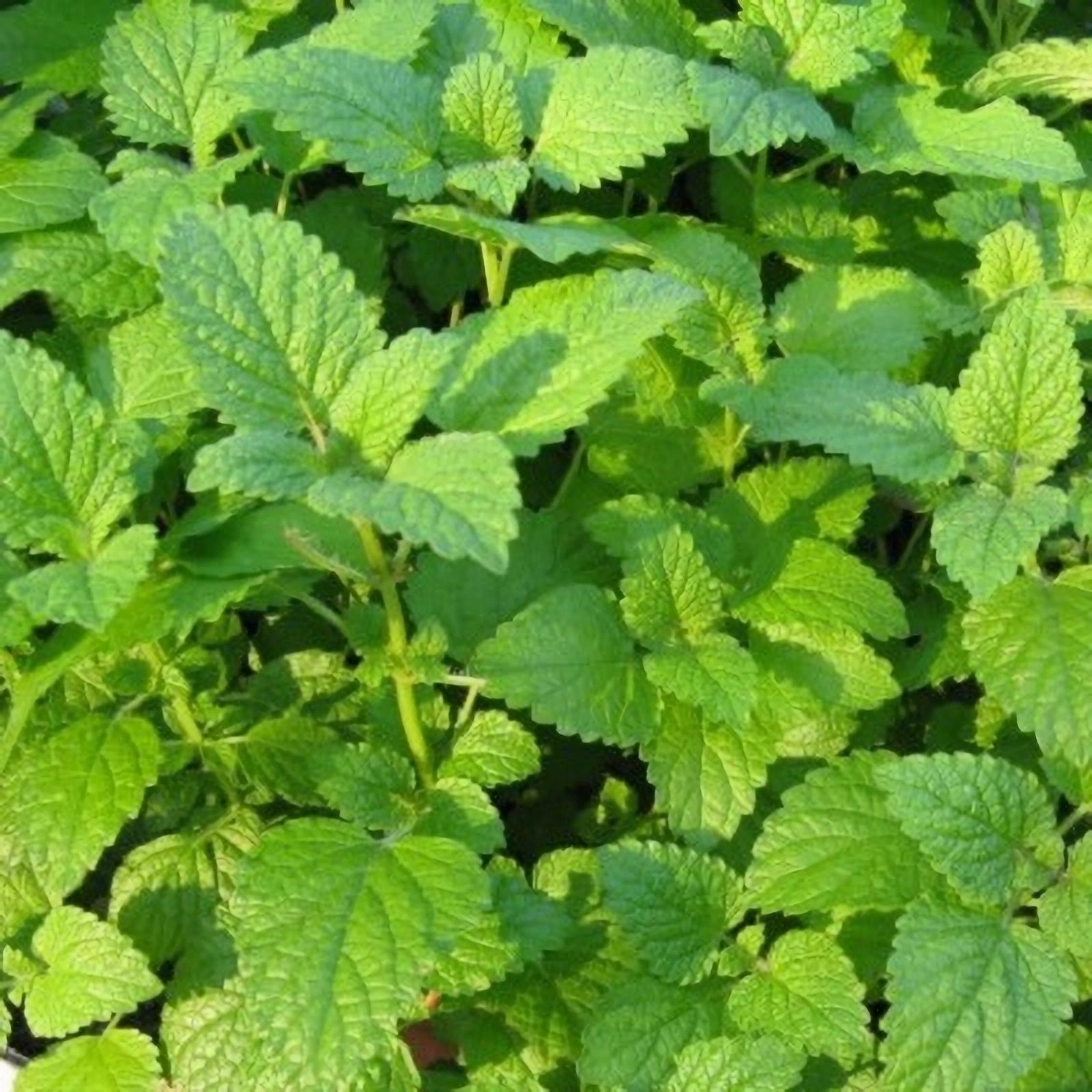 Эфирное масло мелиссы лекарственной (Melissa officinalis): как его правильно использовать?