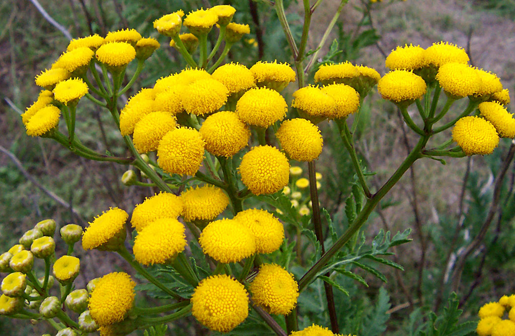 Эфирное масло однолетней пижмы (Tanacetum annuum): как правильно его использовать?
