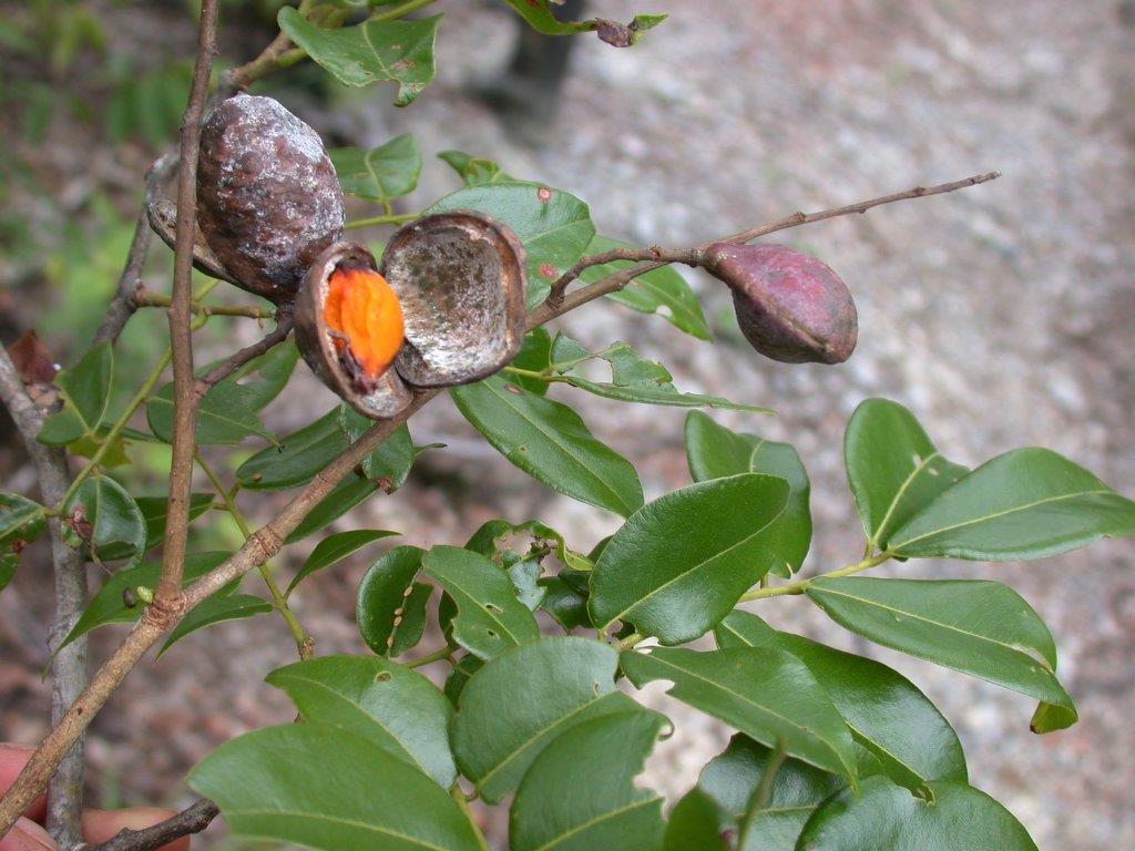 Эфирное масло копайбы (Copaifera officinalis): как его правильно использовать?