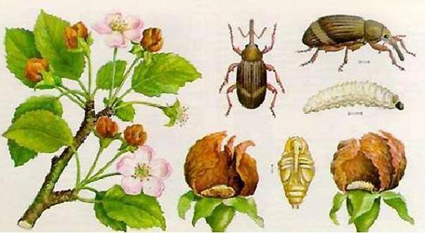 Яблонный цветоед (Anthonomus pomorum) - средства и методы борьбы с ним