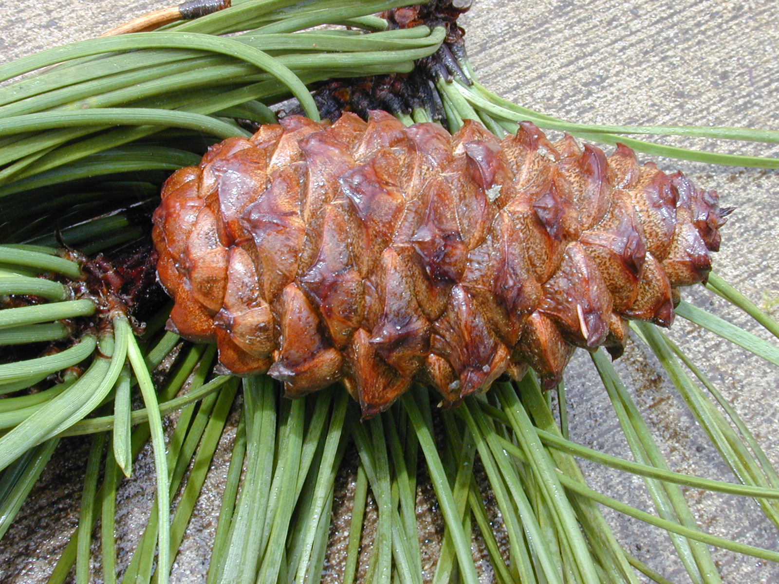 Эфирное масло скипидара (Pinus pinaster): как его правильно использовать?