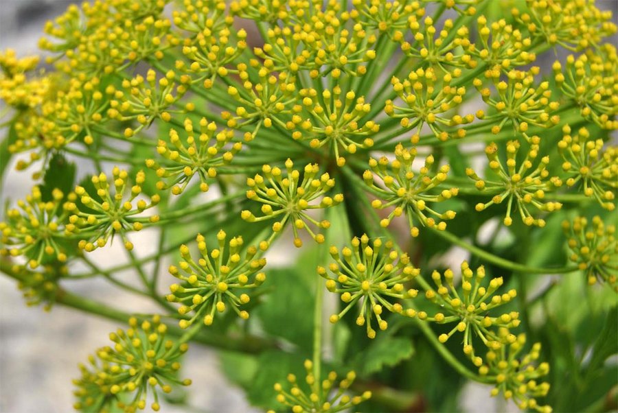 Эфирное масло гальбанума (Ferula galbaniflua): как его правильно использовать?