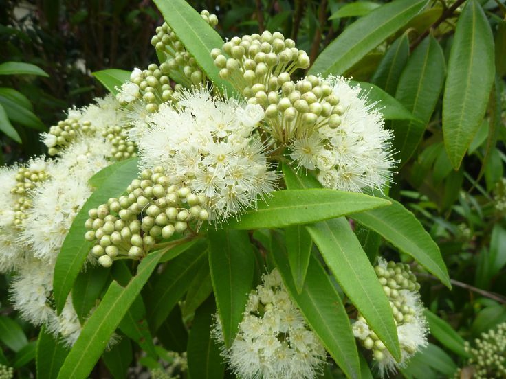 Эфирное масло лимонного мирта (Backhousia citriodora): как его правильно использовать?