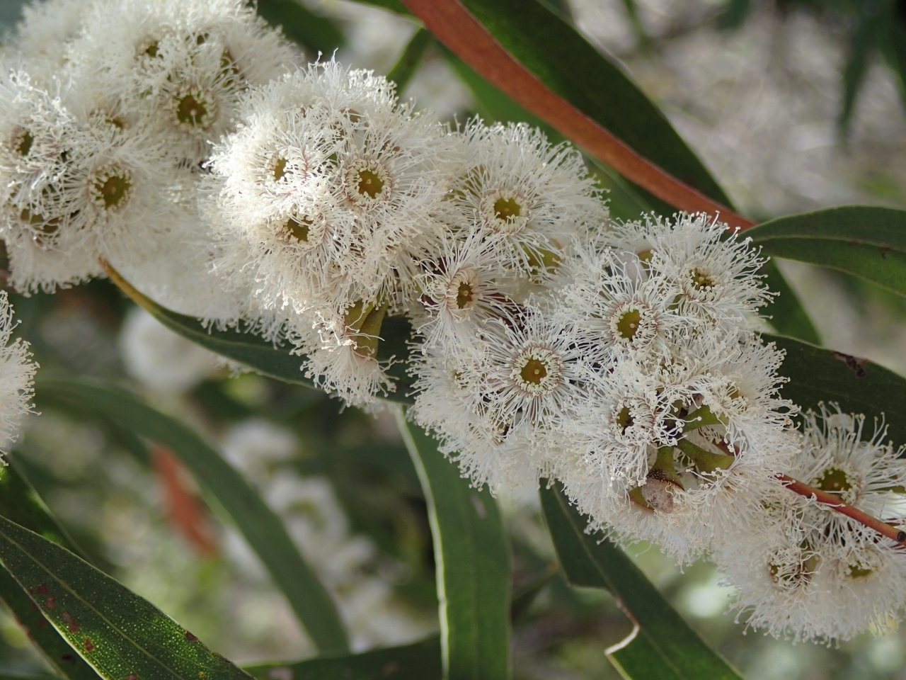 Эвкалипт Лучистый (Eucalyptus Radiata), эфирное масло: как правильно использовать