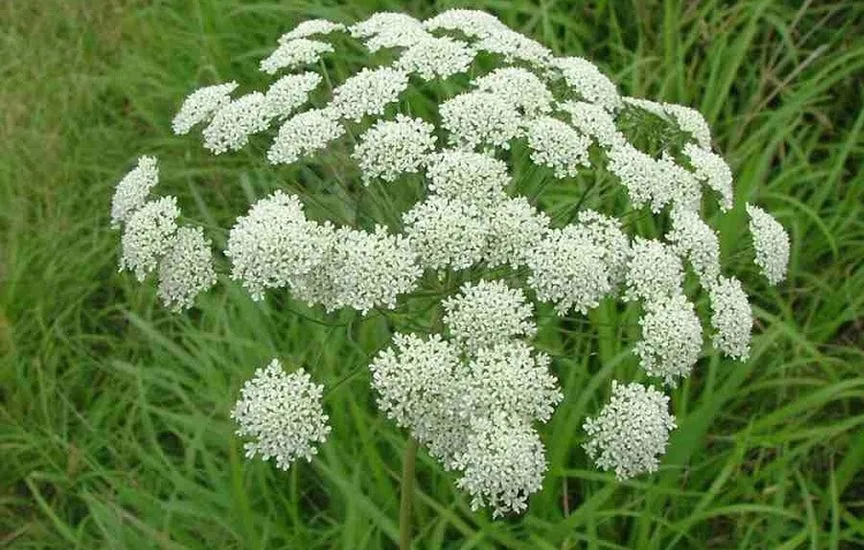 Эфирное масло хеллы (Ammi visnaga): как его правильно использовать?