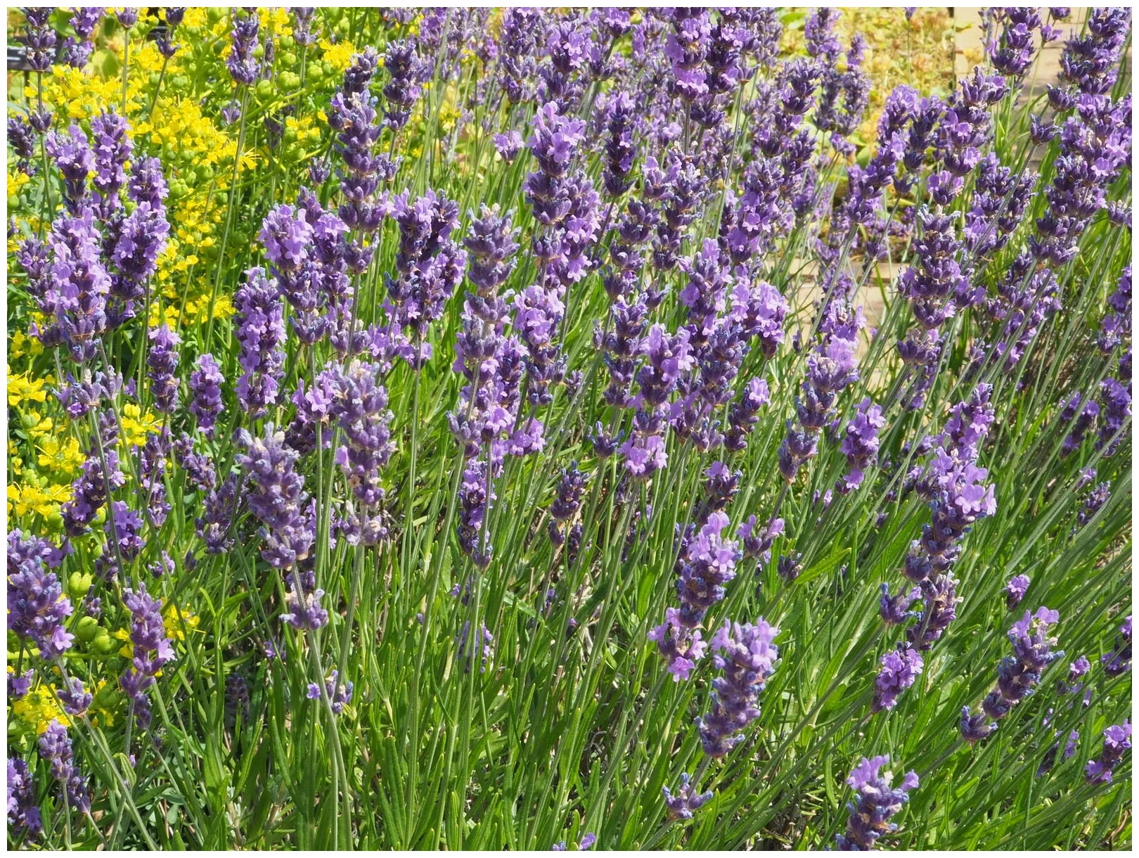 Лаванда настоящая или изысканная (Lavandula officinalis/angustifolia), эфирное масло: как правильно использовать