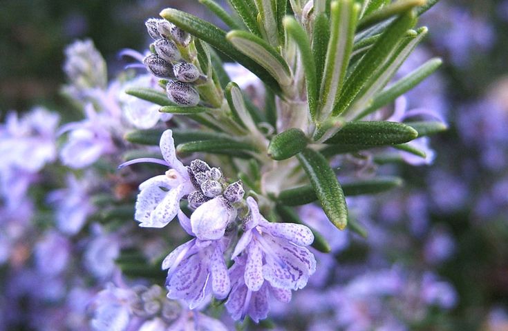 Эфирное масло розмарина (хемотип: вербенон) (Rosmarinus officinalis verbenoniferum): как его правильно использовать?