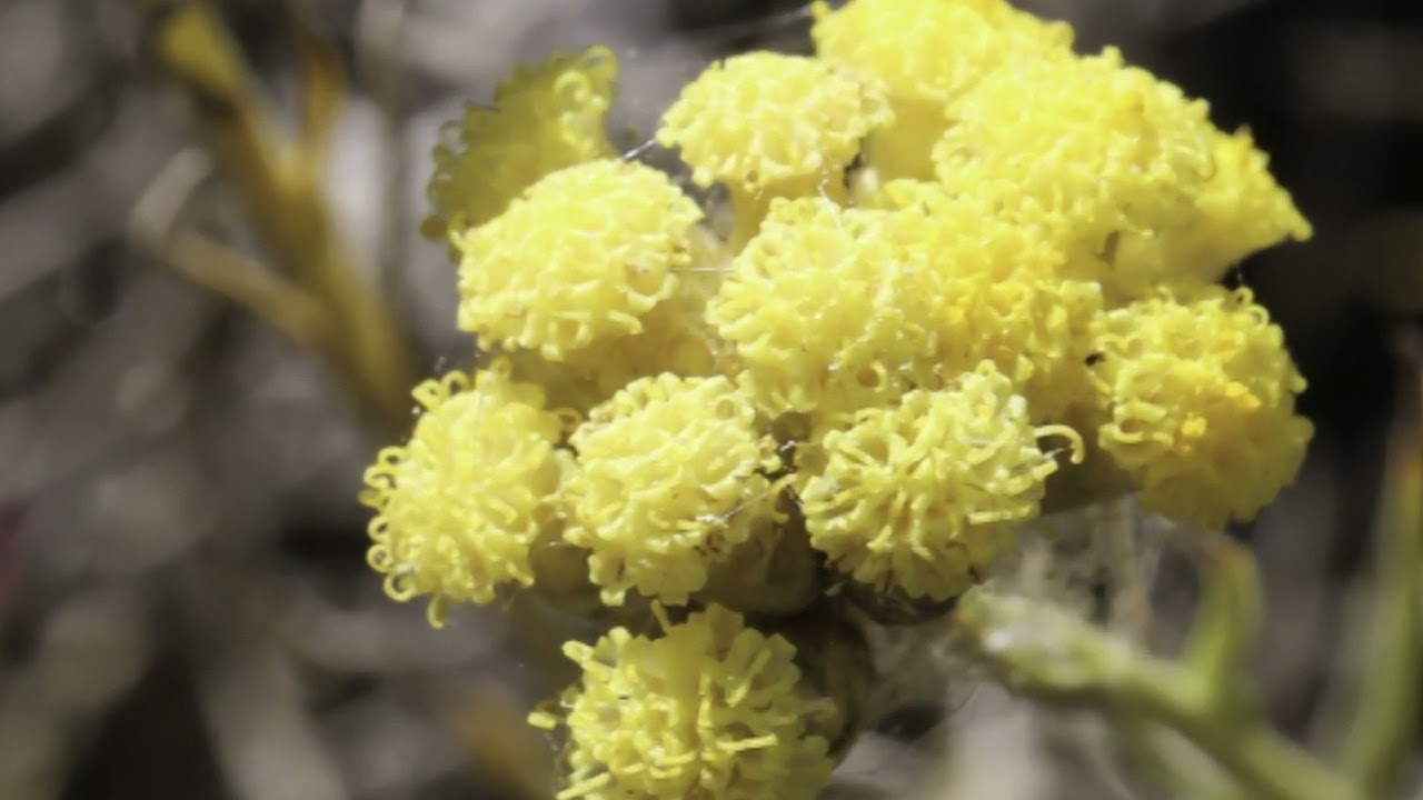 Эфирное масло бессмертника мадагаскарского (Helichrysum bracteiferum): как его правильно использовать?