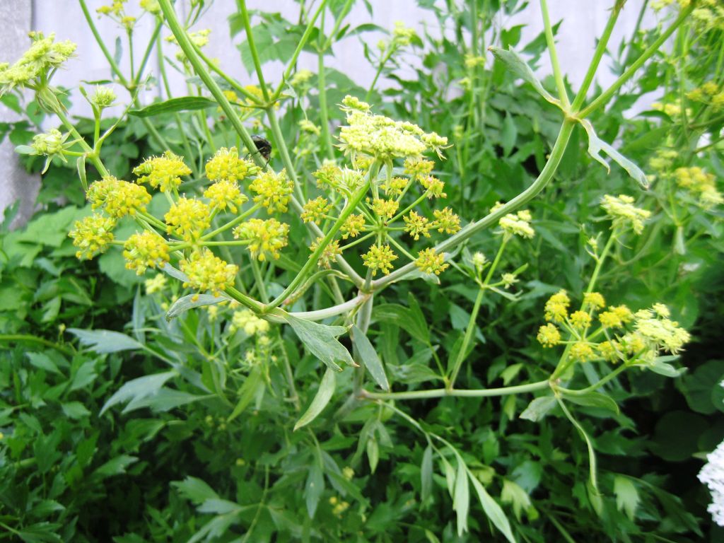 Эфирное масло любистока (Levisticum officinale): как его правильно использовать?