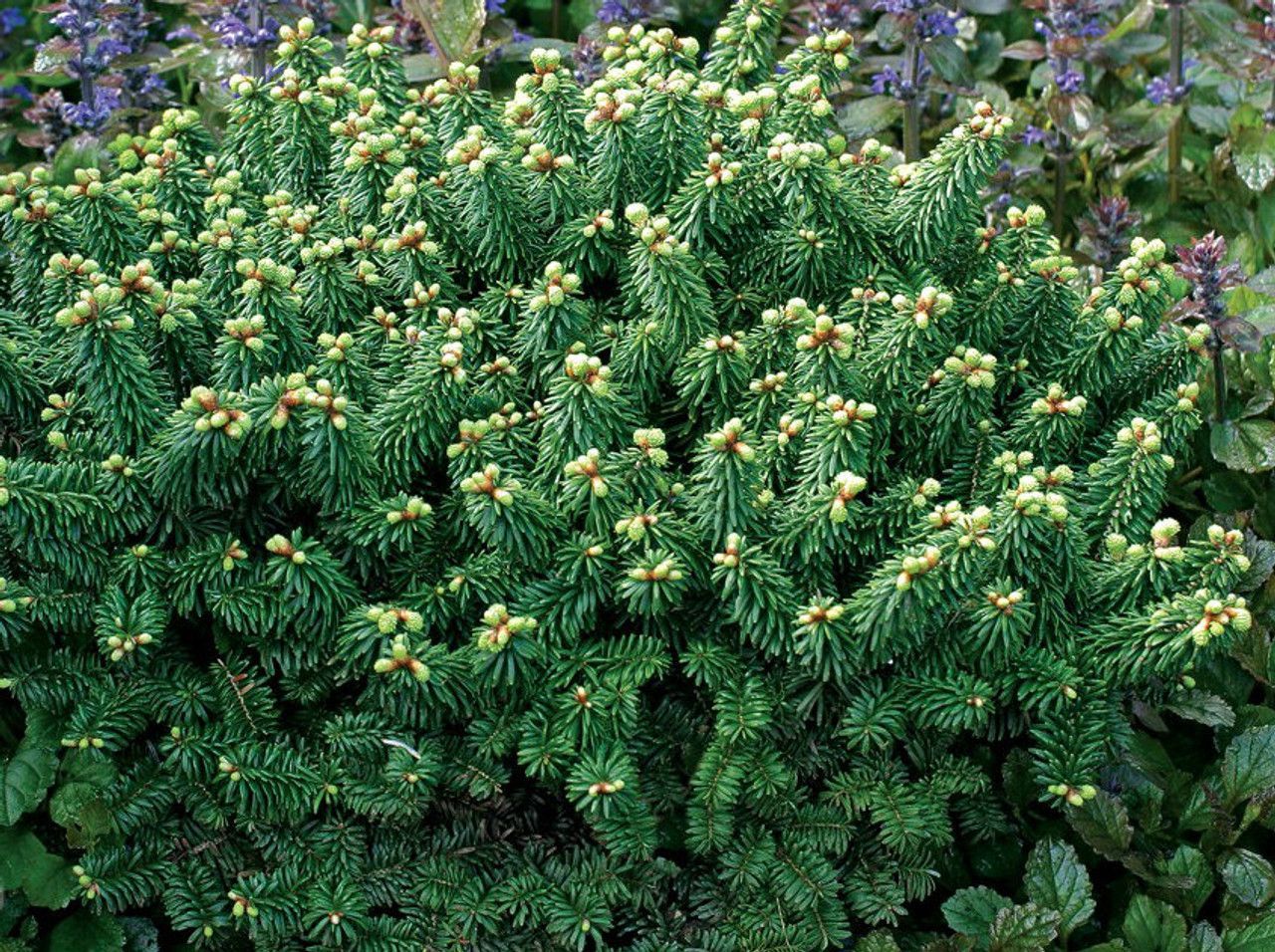 Эфирное масло пихты бальзамической (Abies balsamea): как его правильно использовать?