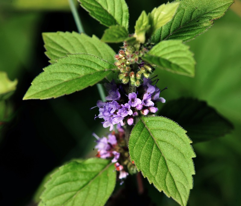 Эфирное масло полевой мяты (Mentha arvensis): как его правильно использовать?