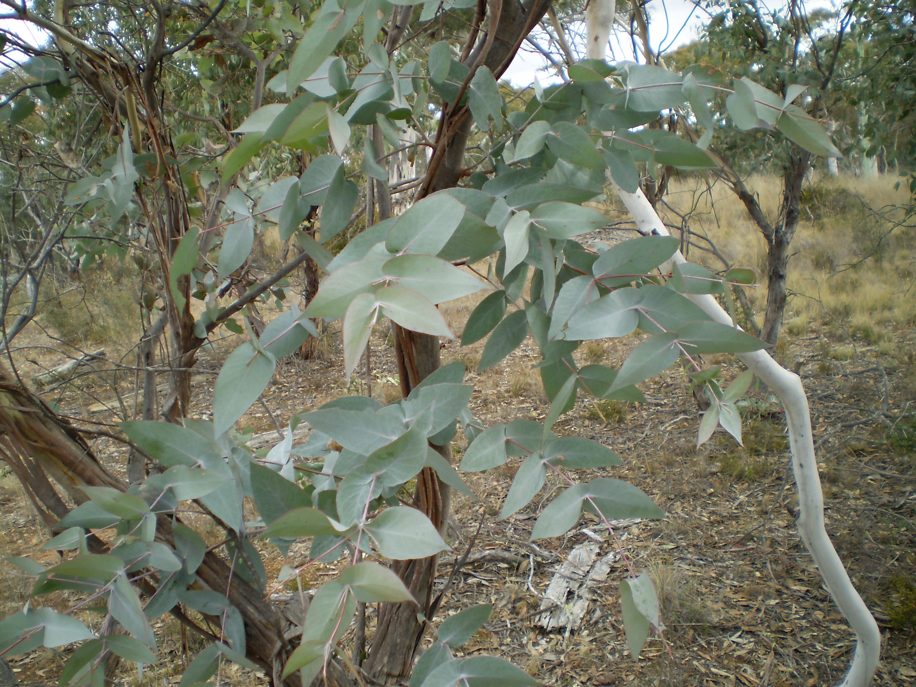 Эфирное масло эвкалипта ментольного (Eucalyptus dives): как его правильно использовать?