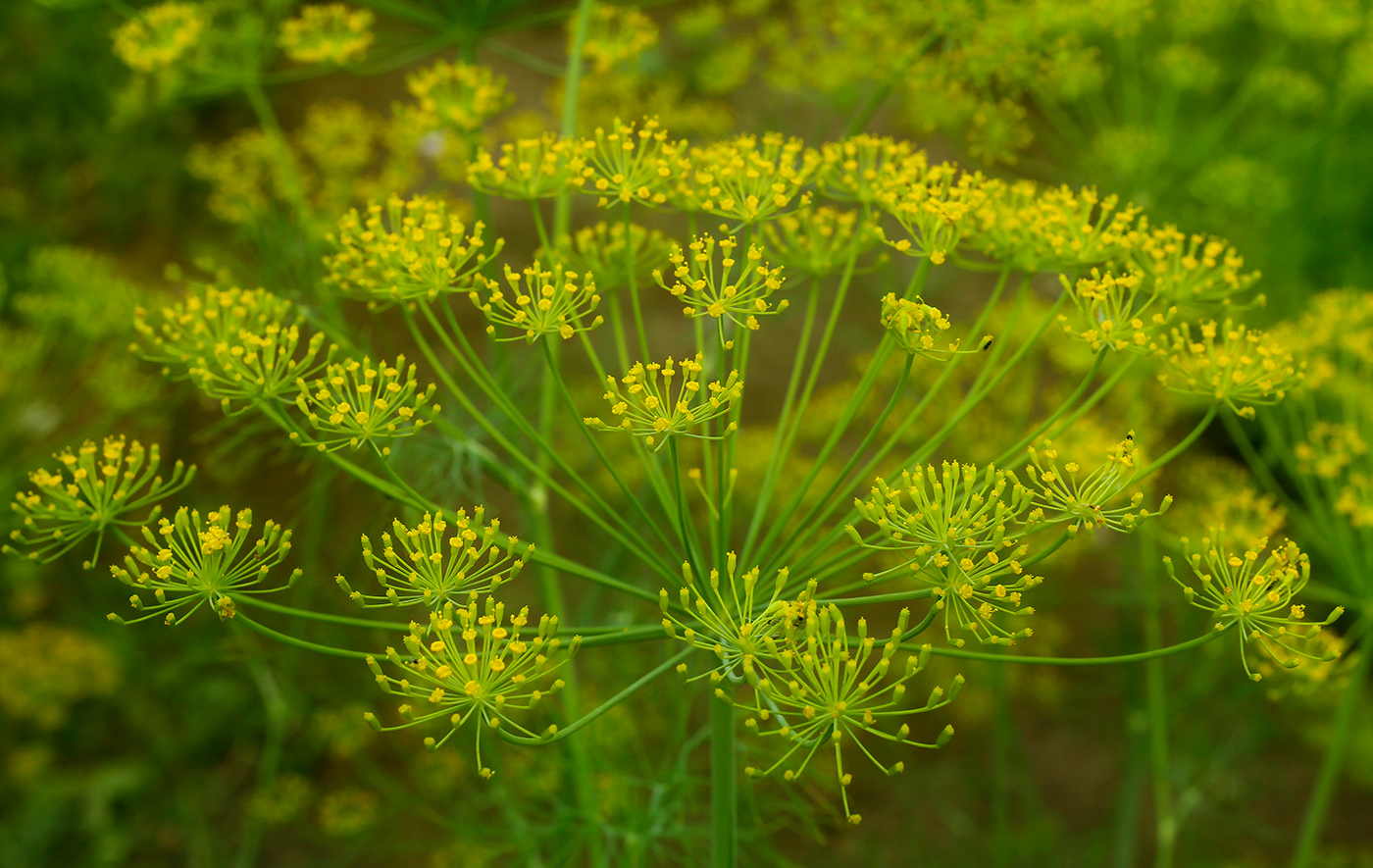 Эфирное масло укропа (Anethum graveolens): как правильно использовать?