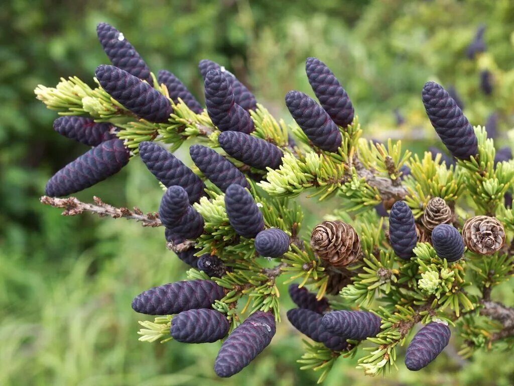 Эфирное масло черной ели (Picea mariana): как правильно его использовать?