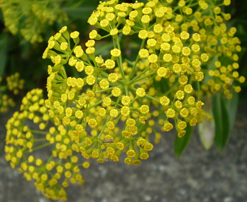 Эфирное масло Буплевра (Bupleurum fruticosum): как его правильно использовать?