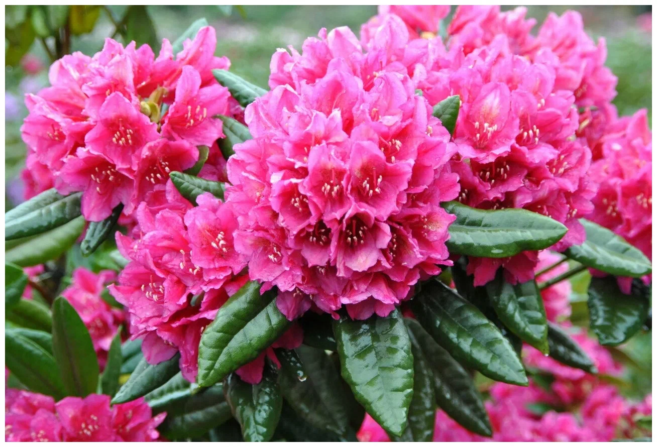 Эфирное масло рододендрона (Rhododendron anthopogon): как его правильно использовать?