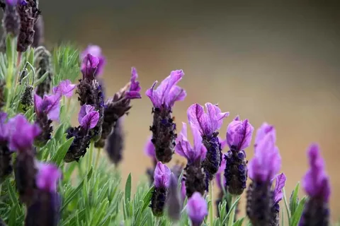 Эфирное масло лаванды широколистной (Lavandula latifolia): как его правильно использовать?
