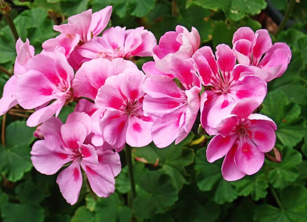 Эфирное масло розовой герани (Pelargonium graveolens): как его правильно использовать?