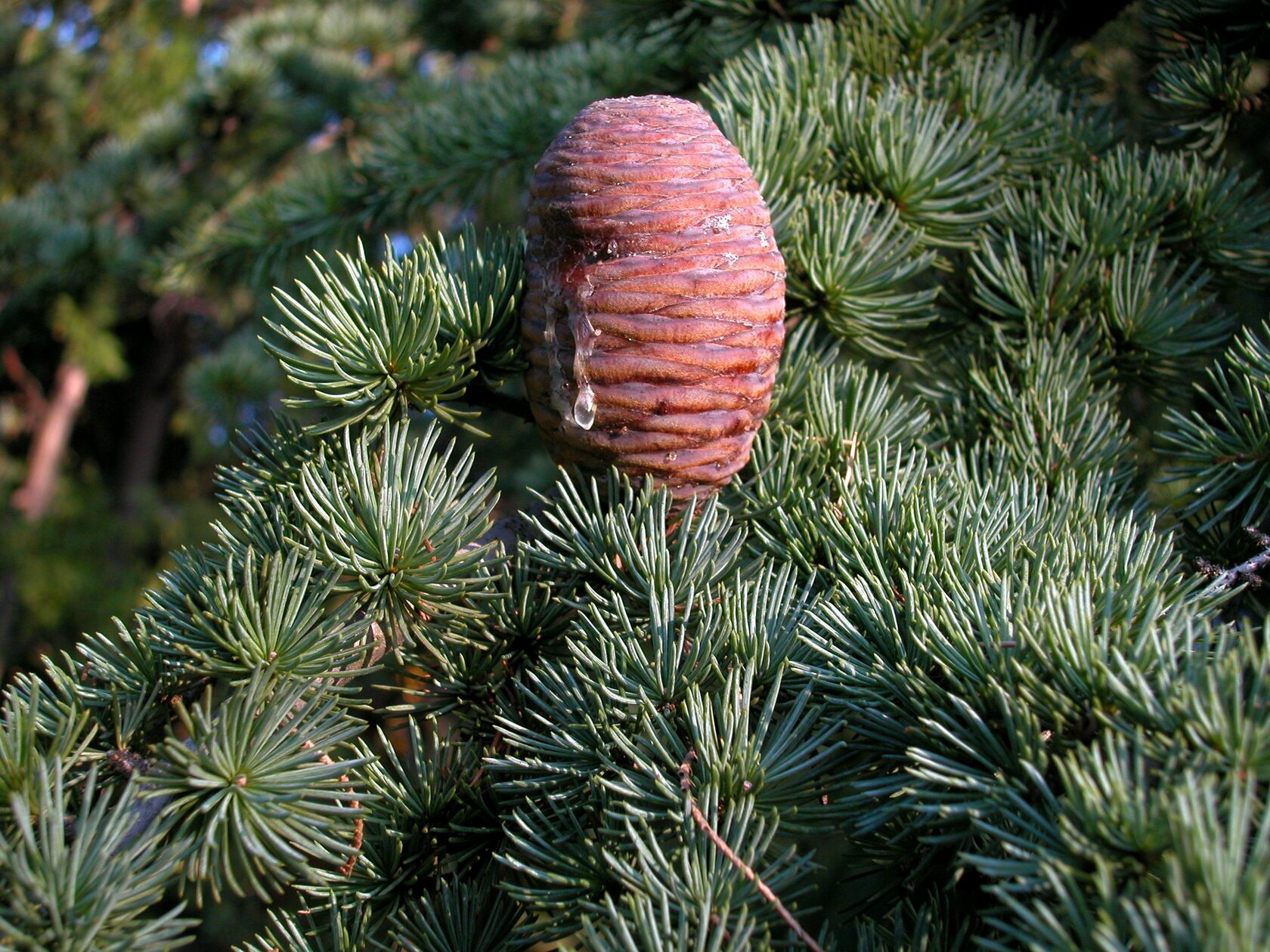 Эфирное масло кедра атласского (Cedrus atlantica): как его правильно использовать?