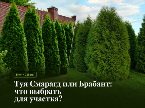 Живые изгороди, приватность и красота: что выбрать, Тую Смарагд или Тую Брабант?